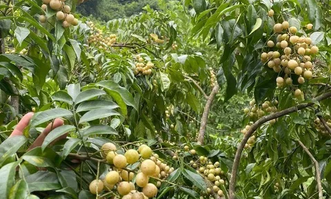 Loại quả xưa rụng đầy gốc nay thành đặc sản ở thành phố, trồng một lần thu hoạch nhiều năm, 200.000 đồng/kg