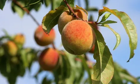 Loại quả được đánh giá "tốt nhất thế giới", trồng nhiều ở miền núi phía Bắc, tốt cho tim mạch, đem ngâm nước uống cực đã ngày hè