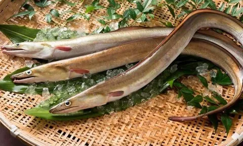 Loài cá đặc sản ở Việt Nam có thân dài như rắn, trong bụng chứa "báu vật" đại bổ, giá lên tới 9 triệu đồng/kg