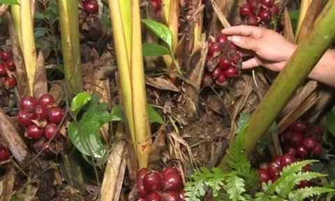 Loại quả xưa chín rụng đầy gốc, nay thành đặc sản ở thành phố giá 300.000 đ/kg, trồng một lần thu hoạch nhiều năm