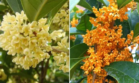 Trồng cây mộc hương (quế hoa) trước nhà có ý nghĩa gì?