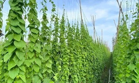 Nghề lạ ở Việt Nam: Trồng cây dại ít tốn công chăm sóc, gieo 1 lần thu hoạch 10 năm, làm thành đặc sản "vạn người mê"