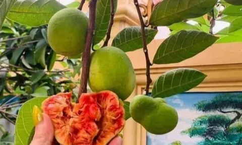 Loại quả mọc bờ rào xưa rụng đầy, nay thành đặc sản được ưa chuộng giá 200.000 đ/kg, trồng một lần thu hoạch nhiều năm
