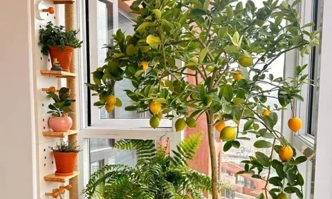 5 loại cây phong thủy được giới nhà giàu trồng ở ban công để tránh thất thoát tiền của