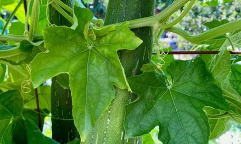 1 thứ trên cây mướp nếu biết dùng sẽ là 'báu vật' cho gan