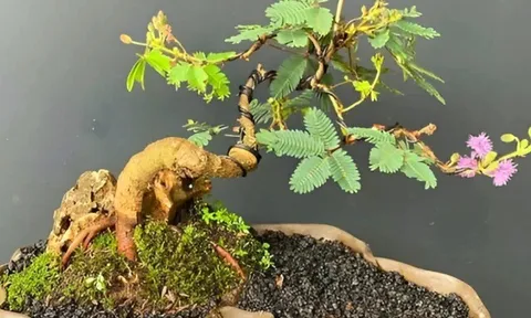 Cây hoa dại mọc đầy ruộng nghe tên hơi "ngại ngùng", nay lên chậu thành bonsai đẹp lạ, giá từ 500.000 đồng/chậu