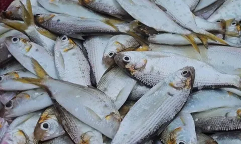 Loại cá nào được đánh giá "sạch nhất Việt Nam", có hàm lượng dinh dưỡng thượng hạng, giàu canxi hơn sữa?