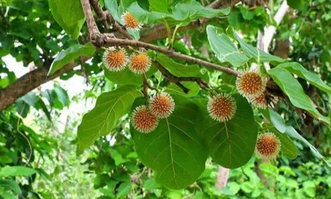 Loại quả mọc bờ rào xưa rụng đầy, nay thành đặc sản ở thành phố giá 100.000 đ/kg, trồng một lần thu hoạch nhiều năm