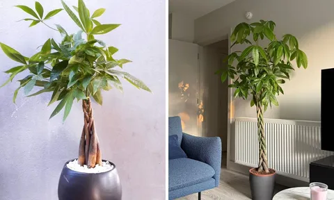 Cây kim ngân thắt bím có ý nghĩa gì? 3 mệnh này được như "máy hút lộc" tài vận tới không ngừng