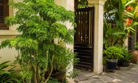 Vì sao người xưa thích trồng cây đinh lăng trước cửa nhà? Ý nghĩa bất ngờ