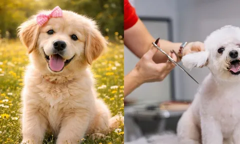 Làm giúp việc Chăm sóc Chó cưng, nhà giàu trả thu nhập khủng 2,1 tỷ đồng/năm, bất ngờ tiêu chí tuyển dụng