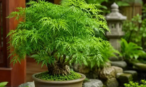 Người tuổi này mệnh này hợp trồng cây Đinh Lăng phong thuỷ, thu hút cảm giác giàu có sức khoẻ và may mắn