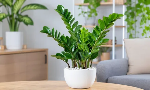 Trồng cây kim tiền đừng bỏ qua những "lưu ý vàng": Vừa tăng cảm giác hút tài lộc vừa tránh rước rắc rối