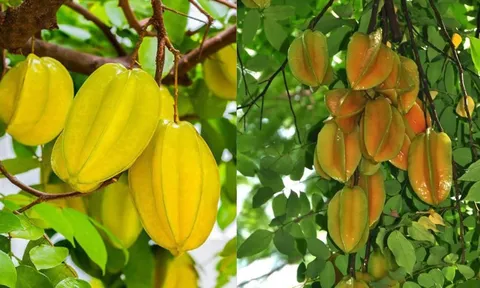 Vì sao nên trồng cây khế trước nhà? Ý nghĩa đặc biệt, nhiều người chưa biết
