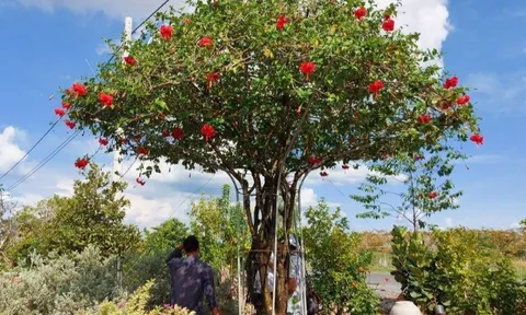 Cây dại mọc bờ rào nở hoa đỏ thắm, lên chậu thành bonsai có giá trăm triệu, nhiều người "săn lùng" vì ý nghĩa phong thủy