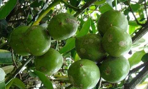 Loại quả mọc bờ rào xưa rụng đầy gốc, nay thành đặc sản hương vị lạ giá 50.000 đ/kg, trồng một lần thu hoạch nhiều năm