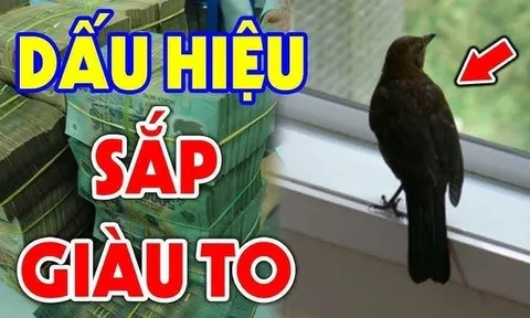 3 cpn vật vào nhà Thần Tài ghé thăm: Đừng dại đuổi chúng đi nhé