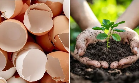 Ăn trứng đừng vội bỏ vỏ đi: Chúng có tới 21 công dụng hữu ích ai cũng thích, tiết kiệm cả đống tiền