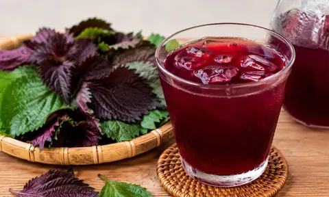 Người có 1 trong 4 bệnh lại cần cẩn trọng khi uống nước lá tía tô