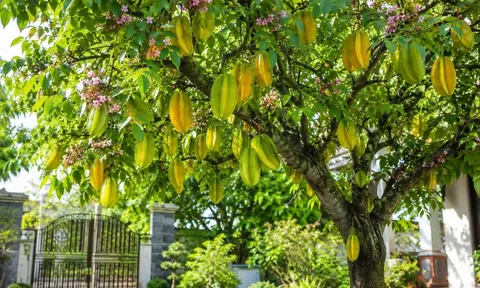 Vì sao nhiều gia đình thích trồng cây khế? Điều bất ngờ nhiều người chưa biết