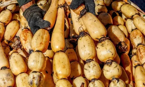 Loại củ ít "ngậm" thuốc trừ sâu nhưng dễ chứa ký sinh trùng, bổ ngang thịt bán đầy chợ Việt, giá từ 50.000 đ/kg
