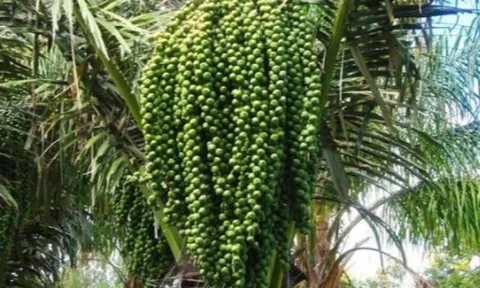 Loại quả xưa chín rụng đầy gốc, nay thành đặc sản ở thành phố giá 120.000 đồng/kg, trồng một lần thu hoạch nhiều năm