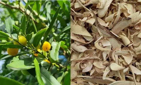 Loài cây gai góc ít ai để ý ở miền Trung, rễ được săn lùng vì giá đắt ngang vàng