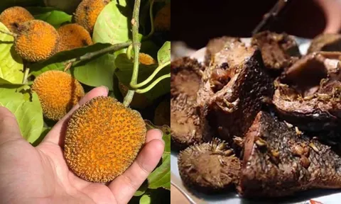 Loại quả từng rụng đầy bờ rào nay thành đặc sản “gây sốt”, giá hơn 100.000 đồng/kg vẫn cháy hàng