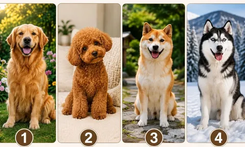 Quiz: Chọn 1 chú chó bạn yêu thích nhất để khám phá khả năng giàu có khi về già