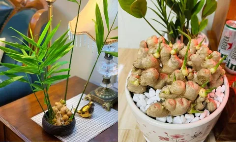 Vì sao nhiều người thích trồng gừng trong nhà? Có 5 ý nghĩa đặc biệt