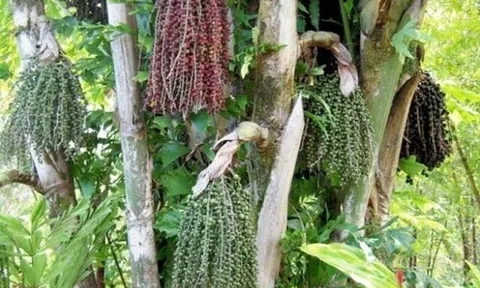Thứ tưởng bỏ đi nay thành món ăn đặc sản có hương vị lạ, người thành phố thích mê, có tiền cũng khó mua được
