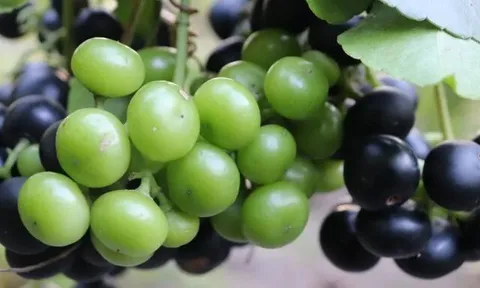 Loại quả mọc bờ rào xưa rụng đầy gốc, nay thành đặc sản được ưa chuộng giá 80.000 đ/kg, trồng một lần thu hoạch nhiều năm