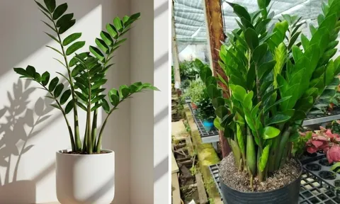Cây kim tiền ra hoa là Phú Quý thịnh vượng: Làm cách này cây mọc nhiều hoa, chồi non tua tủa