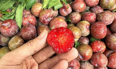 Loại quả nhỏ quen thuộc nhưng lại được xem là “siêu thực phẩm” giúp da đẹp và tóc khỏe hơn