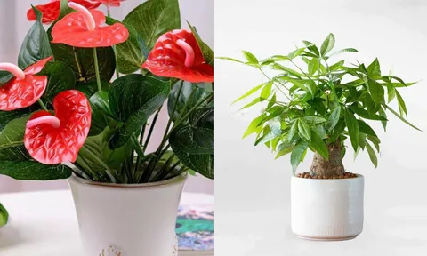 10 loại cây phong thủy được ví như “máy hút tài lộc”, càng xanh tốt càng giúp gia chủ vượng vận