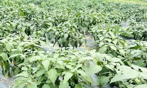 Nông dân đổi đời nhờ trồng loại cây có tên lạ, sau 5 tháng cho thu hoạch, mỗi vụ bỏ túi chục triệu đồng