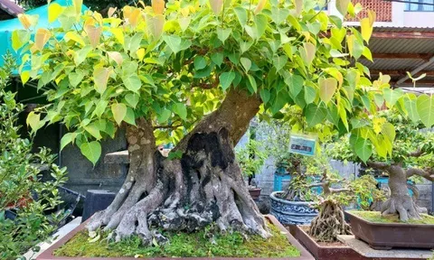 Loại cây dân dã thấy khắp làng quê nay lên đời thành bonsai dáng độc, vừa đẹp vừa hợp phong thủy, có cây giá tỷ đồng