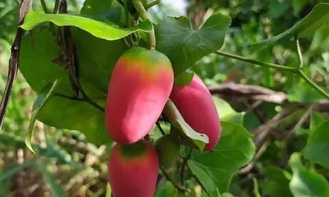 Loại quả mọc bờ rào xưa rụng đầy, nay thành đặc sản được ưa chuộng giá 70.000 đ/kg, trồng một lần thu hoạch nhiều năm