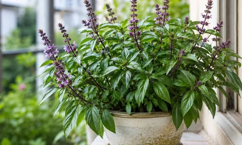 Vì sao nên trồng một chậu húng quế? Loạt lợi ích bất ngờ từ sức khỏe đến tài lộc