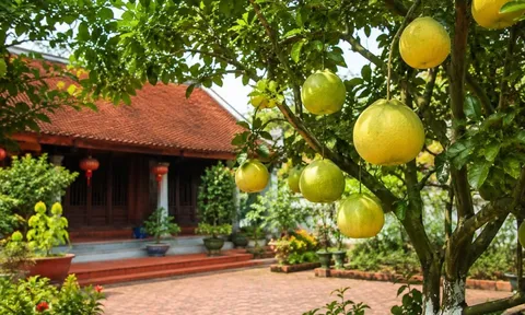 Vì sao người xưa thích trồng cây bưởi trước nhà? Không chỉ lấy quả mà còn có nhiều ý nghĩa đặc biệt