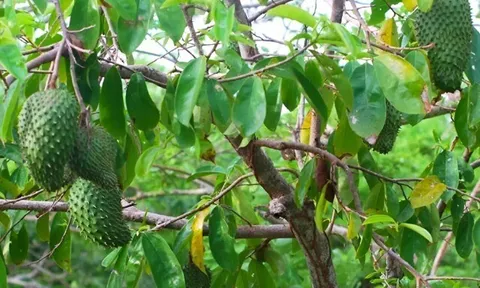 Nông dân miền Tây đổi đời nhờ trồng cây được ví là “vàng xanh”, sau 8 tháng cho trái to bự, cứ thu hoạch là hết veo