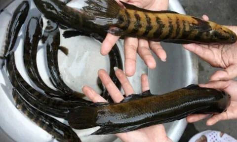 Loài cá độc lạ chỉ có ở Ninh Bình, sở hữu nhiều kỹ năng đặc biệt “hiếm có khó tìm”, biết bò trên cạn lẫn leo cây