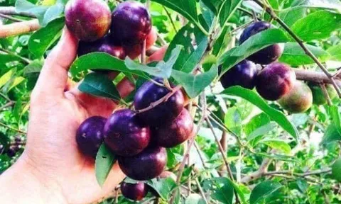 Loại quả mọc bờ rào xưa rụng đầy gốc, nay thành đặc sản ở thành phố giá 80.000 đ/kg, trồng một lần thu hoạch nhiều năm