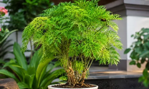 Trồng cây đinh lăng ở đâu tốt nhất? Nhà ai đang trồng cần biết điều này