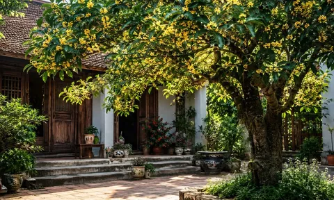 Vì sao người xưa nói trồng cây mộc hương thì con cháu hưởng lộc? Ý nghĩa phía sau không phải ai cũng biết