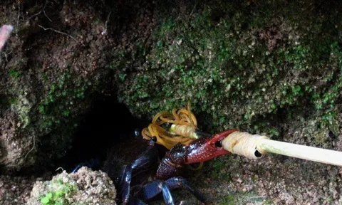 "Lộc trời" xuất hiện khi trời mưa, xưa không ai ngó ngàng nay thành đặc sản nổi tiếng, hiếm có khó tìm