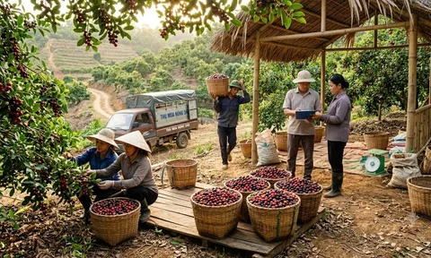 Từng bị bỏ quên nơi bờ rào, nay loại quả này thành đặc sản thành phố giá tới 80.000 đồng/kg