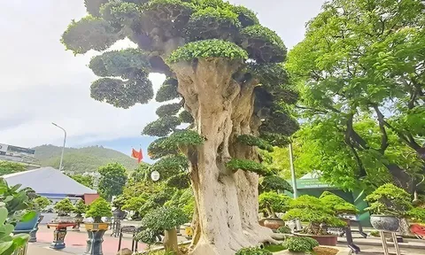 Cây mọc dại lên chậu thành bonsai đẹp lạ, trong phong thuỷ là "báu vật phát lộc", có cây giá chục tỷ đồng