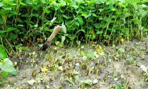 Cây mọc bờ rào được ví như "vua thải độc", trồng 45 ngày cho thu hoạch, thành đặc sản được ưa chuộng ở thành phố