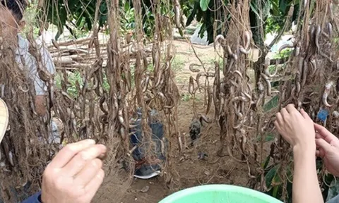 Loài cá độc lạ chỉ có ở Thanh Hóa biết leo cây và "đi bộ", thành đặc sản nổi tiếng khắp vùng, thơm ngon hơn thịt lợn